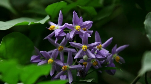 美国夏威夷大岛的Waipio，未知的紫花随风摇曳视频素材