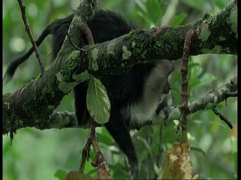 狮尾猕猴，爬上树，挂在树枝上，吃东西，印度西部高止山脉视频素材