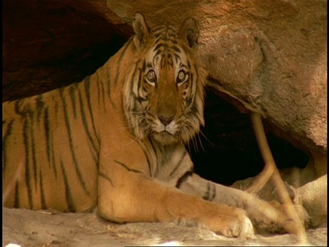 皇家孟加拉虎，Panthera tigris tigris，在印度班德哈瓦国家公园洞穴的避难所视频素材