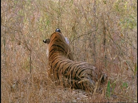 皇家孟加拉虎，Panthera tigris tigris，在草地上抓挠，班德哈瓦格国家公园，印度视频素材