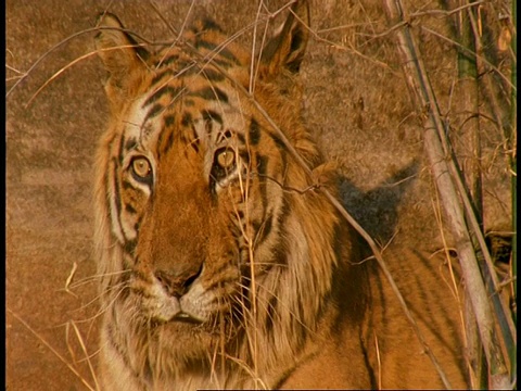 印度班德哈加国家公园，皇家孟加拉虎，Panthera tigris tigris，脸，舔嘴唇视频素材