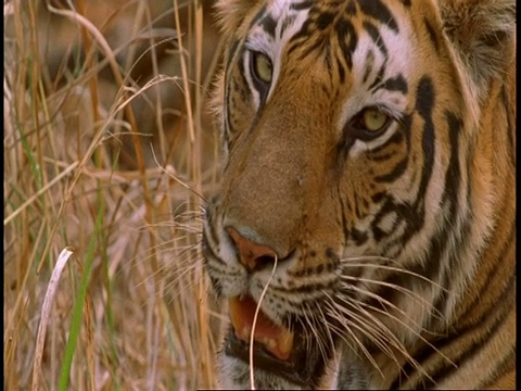 印度班德哈瓦加国家公园，皇家孟加拉虎，Panthera tigris tigris看着镜头视频素材