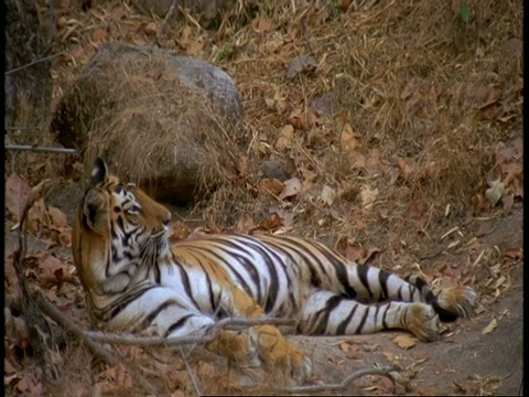 皇家孟加拉虎，Panthera tigris tigris躺在印度的丛林里视频素材