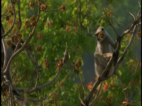 哈努曼叶猴，Semnopithecus entellus，在树木中移动，班德哈瓦加国家公园，印度视频素材