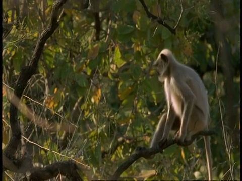 哈努曼叶猴，Semnopithecus entellus，在树中移动，坐在树枝上，班德哈瓦加国家公园，印度视频素材