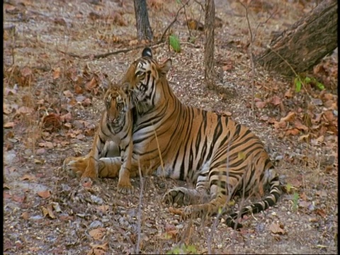 皇家孟加拉虎，Panthera tigris tigris，在丛林中的幼崽，班德哈瓦格国家公园，印度视频素材