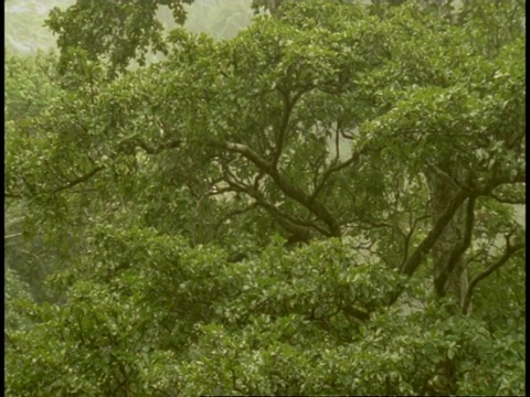 森林场景，雨，倾斜通过树木，西高止，印度视频素材