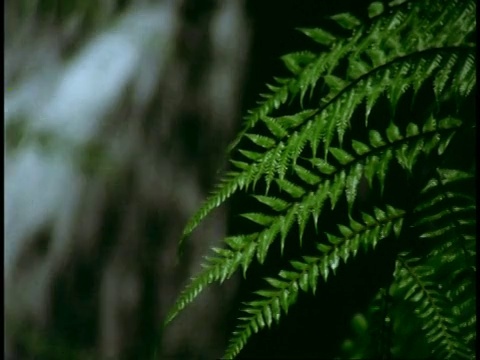 印度西部高止山脉，CU蕨叶，背景是瀑布视频素材