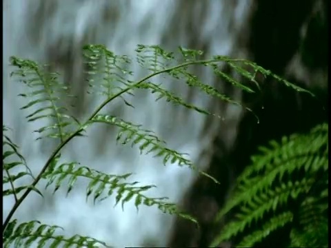 印度西部高止山脉，CU蕨叶，背景是瀑布视频素材