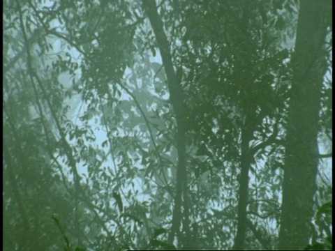 在印度西高止山脉的雨林中向上倾斜视频素材