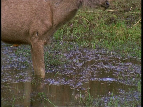 CU Sambar, Cervus unicolor，饮用沼泽水坑，班德哈瓦加国家公园，印度视频素材