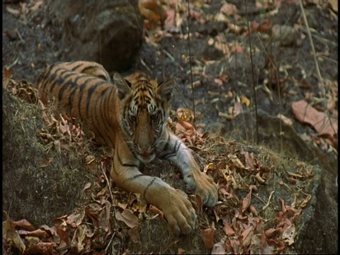 皇家孟加拉虎(Panthera tigris tigris)躺着休息，班德哈瓦格国家公园，印度视频素材