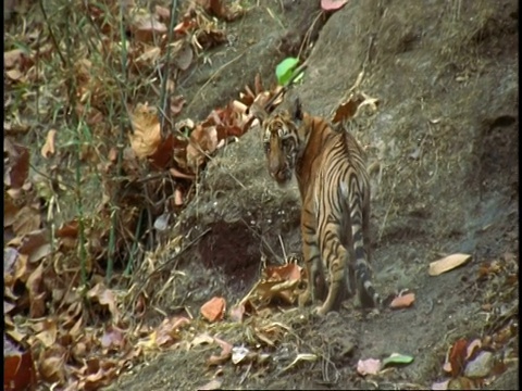 皇家孟加拉虎(Panthera tigris tigris)幼崽爬岩石，班德哈瓦格国家公园，印度视频素材