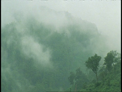 印度西高止森林山坡上的薄雾视频素材