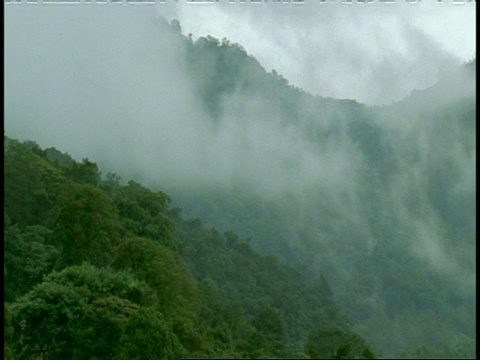 印度西高止森林山坡上的薄雾视频素材