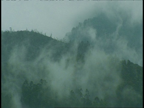 印度西高止森林山坡上的薄雾视频素材