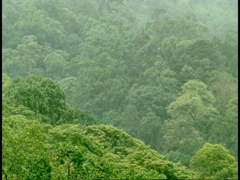 印度西部高止山脉的热带雨林视频素材