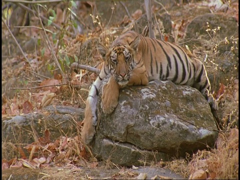 皇家孟加拉虎(Panthera tigris tigris)躺在岩石上睡觉，班德哈瓦格国家公园，中央邦，印度视频素材