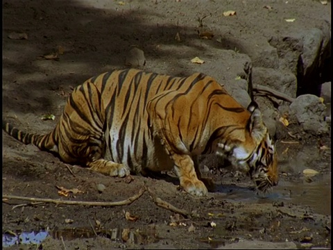 皇家孟加拉虎(Panthera tigris tigris)在池塘里饮水，班德哈瓦格国家公园，中央邦，印度视频素材