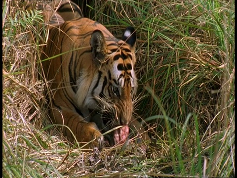 皇家孟加拉虎，Panthera tigris tigris，在草地上吃猎物，班德哈瓦格国家公园，印度视频素材