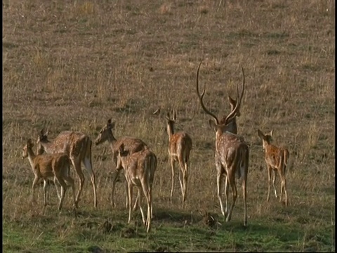 Royal Sambar Buck女士(Rusa unicolor)领导后宫穿过平原，班德哈瓦加国家公园，印度视频素材