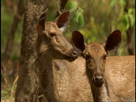 印度班德哈加国家公园，两只湿漉漉的黑鹿(Rusa unicolor)警觉地站立着视频素材