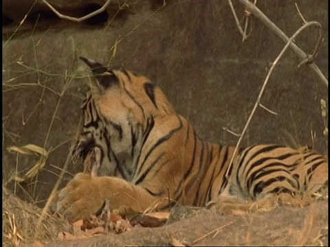 印度班德哈瓦格国家公园，皇家孟加拉虎(Panthera tigris tigris)坐着玩食物视频素材