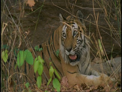 印度班德哈瓦格国家公园，皇家孟加拉虎(Panthera tigris tigris)在草地上休息，看起来很累视频素材