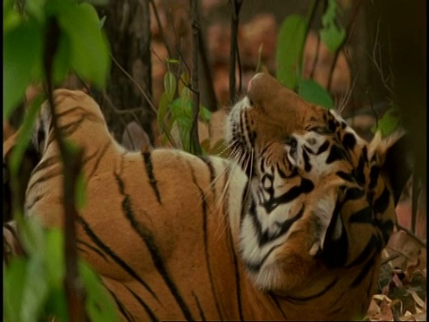 皇家孟加拉虎(Panthera tigris tigris)翻滚，班德哈瓦格国家公园，印度视频素材