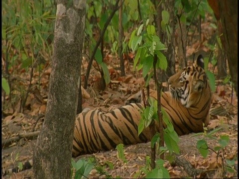 皇家孟加拉虎(Panthera tigris tigris)躺在森林里，班德哈瓦加国家公园，印度视频素材