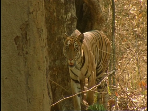 印度班德哈瓦国家公园，皇家孟加拉虎(Panthera tigris tigris)在森林中徘徊，用怀疑的目光盯着相机视频素材