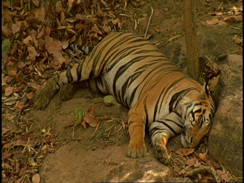 皇家孟加拉虎(Panthera tigris tigris)正在睡觉，班德哈瓦加国家公园，印度视频素材