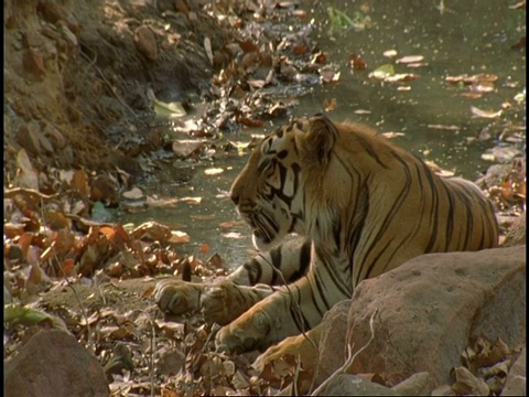 皇家孟加拉虎(Panthera tigris tigris)坐在水旁，班德哈瓦格国家公园，印度视频素材