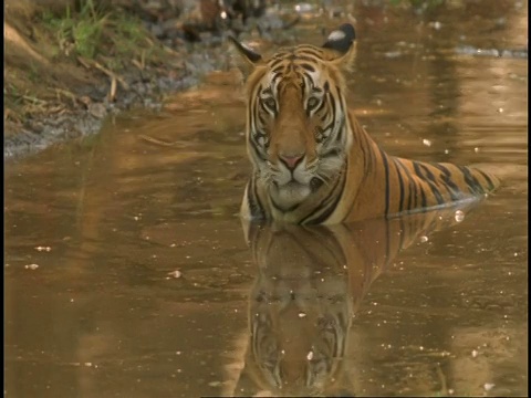 皇家孟加拉虎(Panthera tigris tigris)在水里洗澡，班德哈瓦加国家公园，印度视频素材