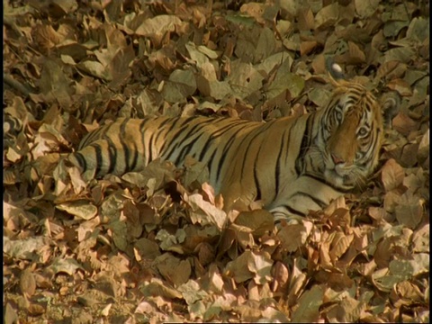 印度班德哈瓦格国家公园，皇家孟加拉虎(Panthera tigris tigris)躺着，昏昏欲睡视频素材