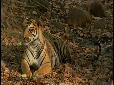 皇家孟加拉虎(Panthera tigris tigris)躺在落叶上，班德哈瓦加国家公园，印度视频素材