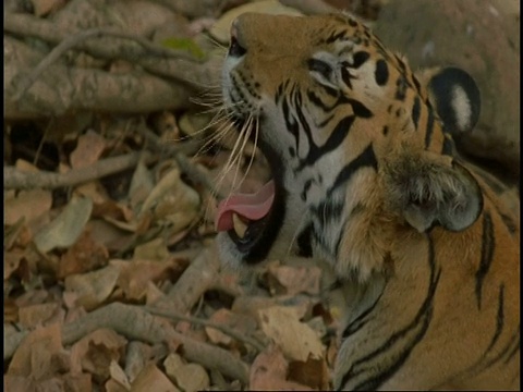 皇家孟加拉虎(Panthera tigris tigris)打哈欠，班德哈瓦格国家公园，印度视频素材