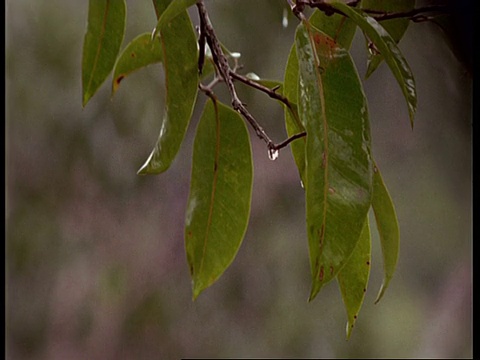 树叶上的雨，南美洲视频素材