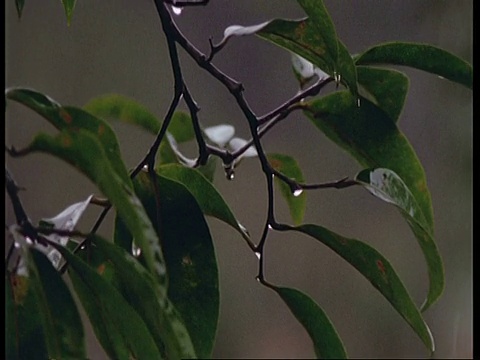 树叶上的雨，南美洲视频素材