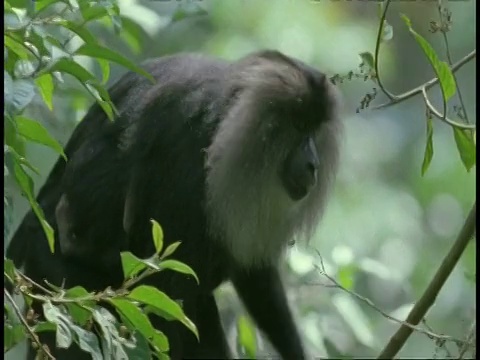 狮尾猕猴，狮子尾猕猴，在树上爬和吃浆果，西高歇，印度视频素材