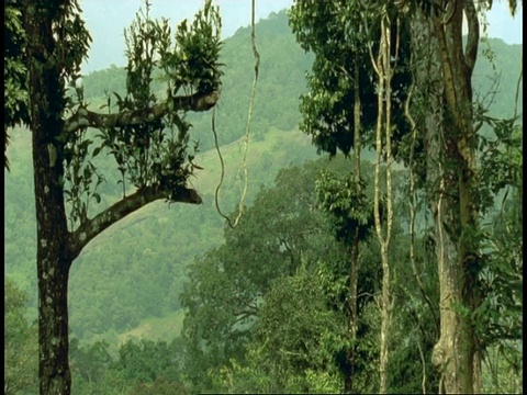 印度西高止山脉，葡萄藤垂下的树木，背景是小山视频素材