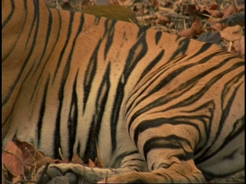 皇家孟加拉虎(Panthera tigris tigris)，从头到尾，班德哈瓦格国家公园，中央邦，印度视频素材