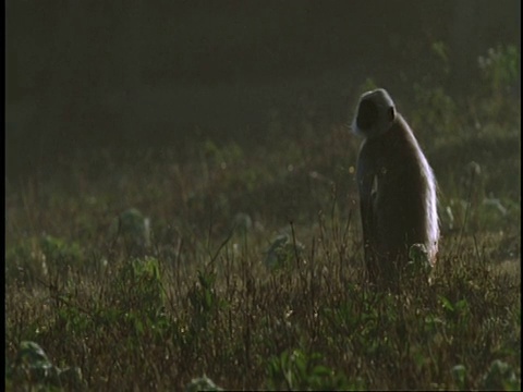 印度西高止山脉，Hanuman Langur, Semnopithecus entellus，坐在地上，环顾四周，然后走开视频素材