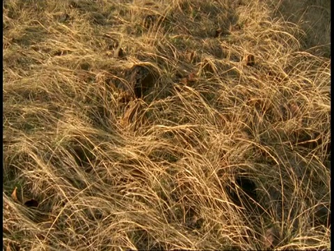 印度班德哈加国家公园，西印度群岛从草地到丛林和山区倾斜视频素材