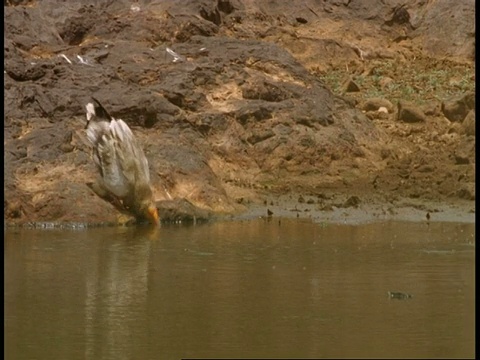 埃及秃鹫，Neophron percnopterus，靠近水坑，班德哈瓦格国家公园，印度视频素材