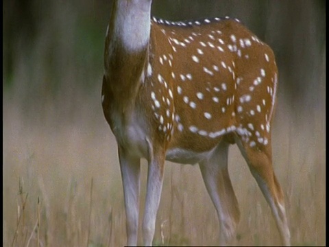 印度班德哈瓦加国家公园的奇特尔鹿(Chital deer, Axis Axis, stag)从腿向头部倾斜视频素材