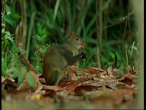 MS Black Agouti, Dasyprocta fuliginosa，在落叶中觅食，寻找食物，停止进食，亚马逊，南美洲视频素材