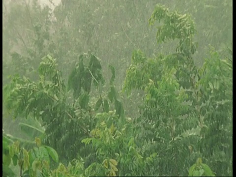 热带雨林植物在雨和狂风中，亚马逊视频素材