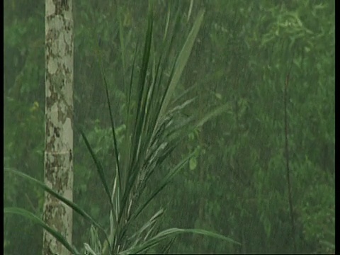 棕榈叶在雨和狂风中，亚马逊视频素材