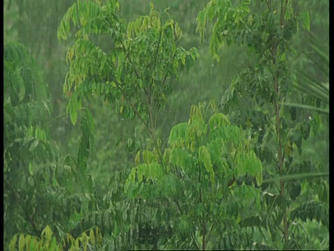 倾斜下来，雨林植物在雨和狂风中，亚马逊视频素材